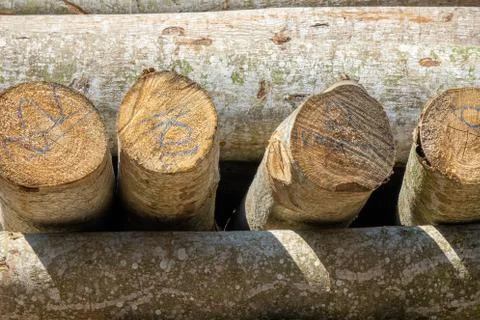 Trunks on a pile Stock Photos