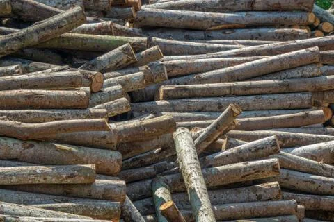 Trunks on a pile Stock Photos