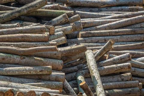Trunks on a pile Stock Photos