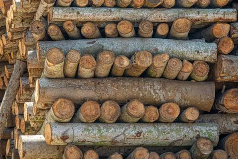 Trunks on a pile Stock Photos