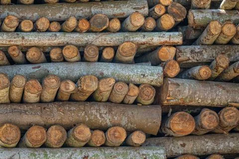 Trunks on a pile Stock Photos