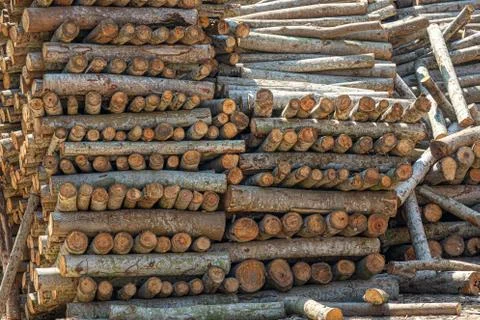 Trunks on a pile Stock Photos