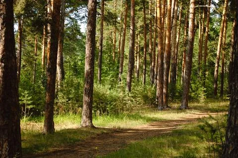 Trunks of pine trees and a hiking trail next to them are illuminated Stock-Fotos