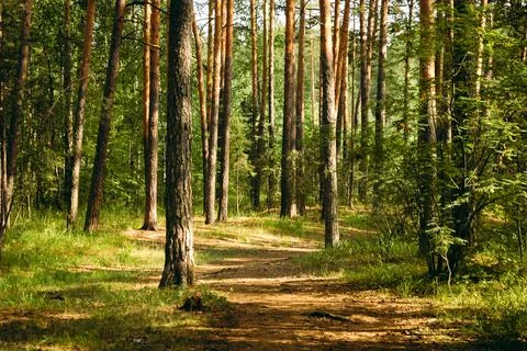 Trunks of pine trees and a hiking trail next to them are illuminated Stock Photos