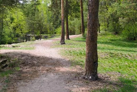 Trunks of pine trees and a path next to them in the thicket of a green forest Foto stock