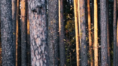 Trunks of pine trees in autumn forest in rays of setting sun in golden hour Stock-Footage 82503160