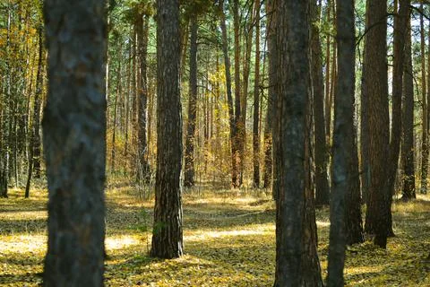 Trunks of pine trees in a dense thicket of a sun-drenched autumn forest Stock Photos