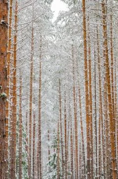 Trunks of pine trees in the forest after snowfall, close-up Stock Photos