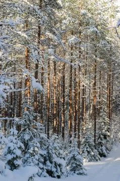 Trunks of pine trees in the forest after snowfall, close-up Stock Photos