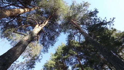 Trunks of pine trees in the forest forest against the background of the blue Stock Footage 289715429