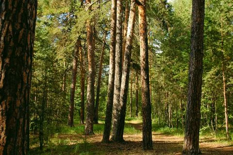 Trunks of pine trees illuminated by sunlight in a green coniferous pine Stock-Fotos