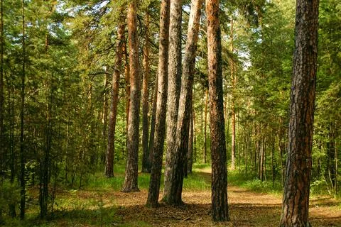 Trunks of pine trees illuminated by sunlight in a green coniferous pine Stock Photos