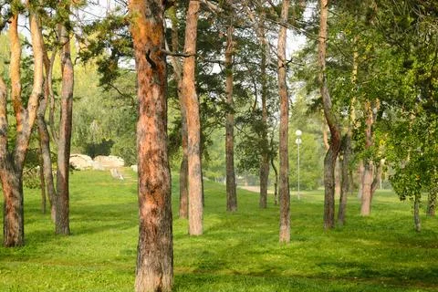 Trunks of pine trees in the park with green grass in the morning hour Stock-Fotos