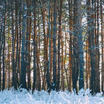 The trunks of pine trees in winter pine forest Stock-Fotos