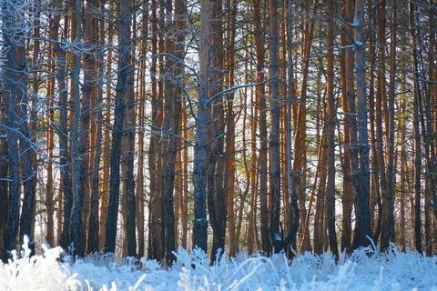 The trunks of pine trees in winter pine forest Stock Photos
