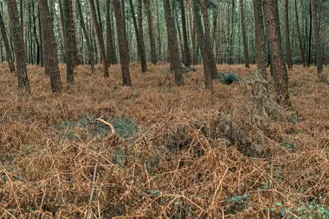 Trunks of pines between dead ferns in forest. Stock Photos