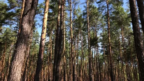 Trunks of pines. 库存影片 134537085