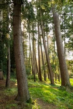 Trunks of pines in the forest Stock Photos