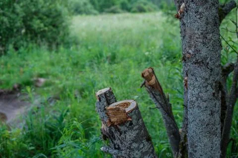 Trunks of sawn trees. Stock Photos