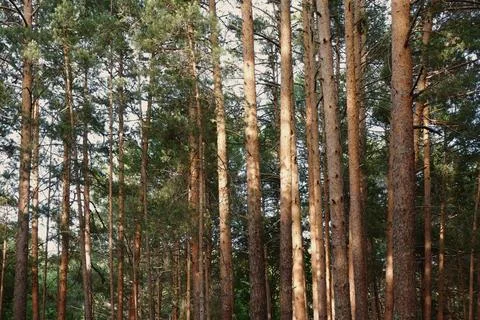 Trunks of scotch pine or Baltic pine in the forest in Soria, Spain Stock Photos
