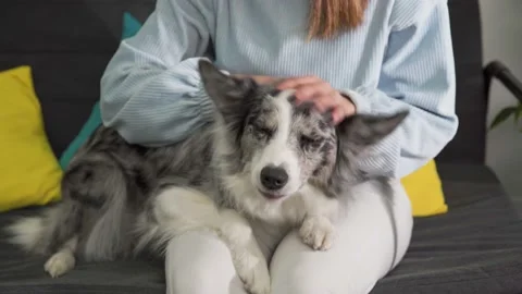 Trunks is sitting on the sofa and the dog is lying on her lap and she is Stock Footage 149216270