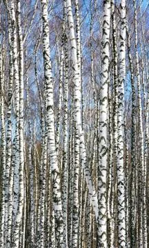 Trunks of slender white birches in spring sunny weather on a blue sky Stock Photos