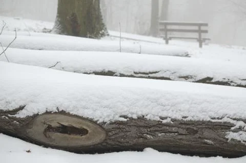 Trunks with Snow and Bench Stock Photos