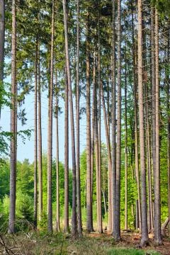 Trunks of some high spruce trees Stock Photos