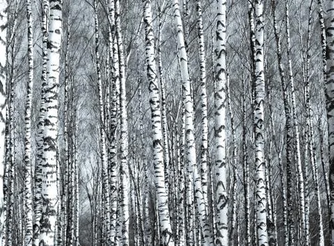 Trunks of spring birch trees in sunlight black and white Stock Photos
