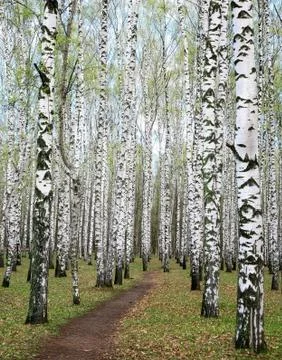 Trunks of spring birches with the first greens in a forest Stock Photos