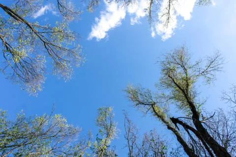 Trunks of spring trees on a background of blue sky and white clouds. Stock Photos