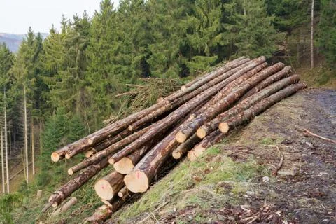 Trunks of spuce Fotos de archivo