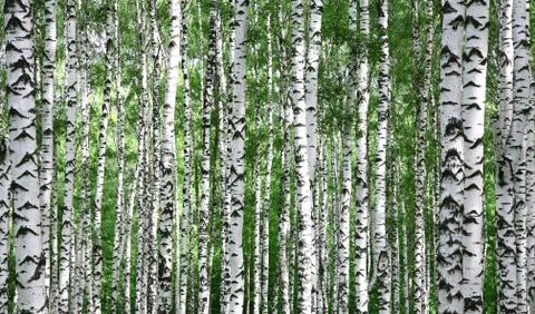 Trunks of summer birch trees Stock Photos