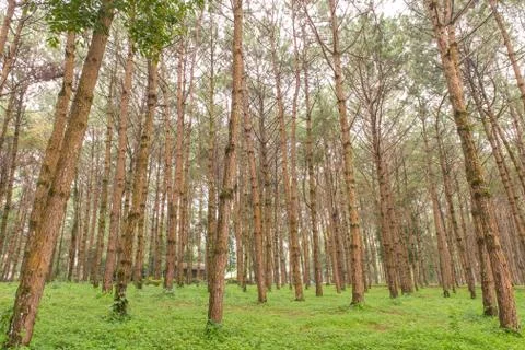 Trunks of tall old trees in a pine forest Stock Photos
