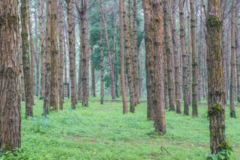Trunks of tall old trees in a pine forest Stock Photos