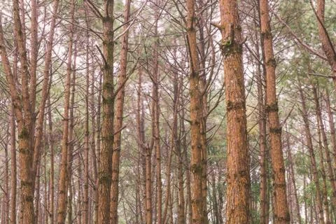 Trunks of tall old trees in a pine forest Stock Photos