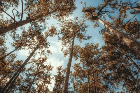 Trunks of tall old trees in a pine forest Stock Photos