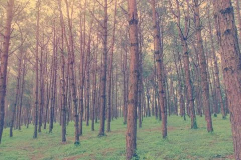 Trunks of tall old trees in a pine forest Stock Photos