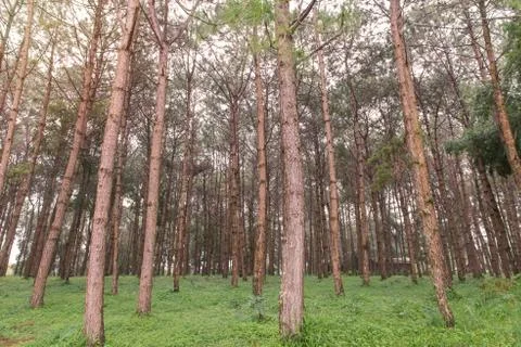 Trunks of tall old trees in a pine forest Foto stock