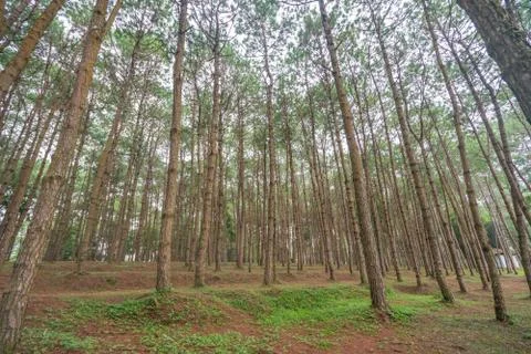 Trunks of tall old trees in a pine forest Stock Photos