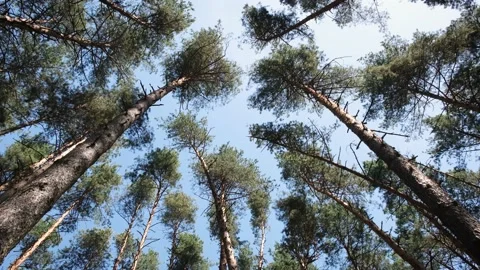 Trunks of tall pines Stock Footage 132558841
