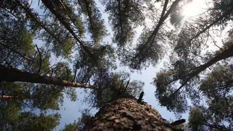 Trunks of tall pines sway from the wind Stock Footage 132558667