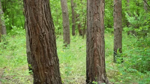 The trunks of tall trees in the green forest. Slow camera movement. Stock Footage 131112861
