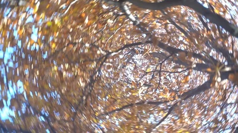 Trunks of tall trees rising to the sky. View tall trees from bottom to top Stock Footage 118396996