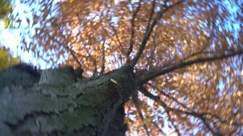 Trunks of tall trees rising to the sky. View tall trees from bottom to top Stock Footage 118466072