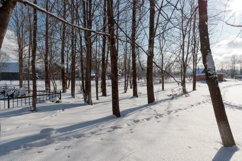 Trunks of tall trees on a winter bright day Stock Photos