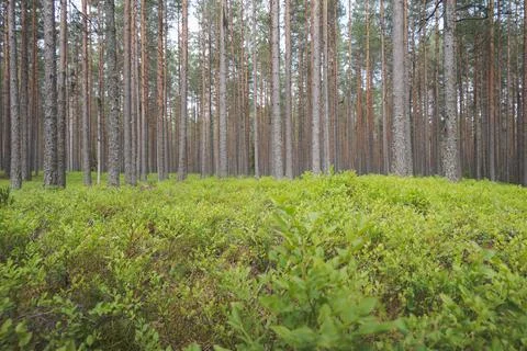 Trunks of trees in a coniferous forest. Overgrown blueberry bushes 스톡 사진