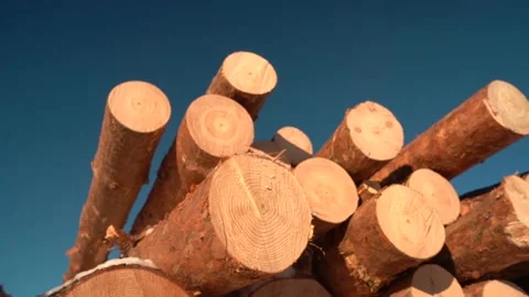 Trunks of trees cut on clear sky background. Stock Footage 144830425