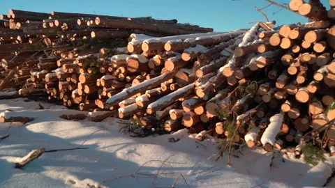 Trunks of trees cut on clear sky background. Video stock 145936144