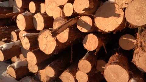 Trunks of trees cut on clear sky background. Stock Footage 155517261